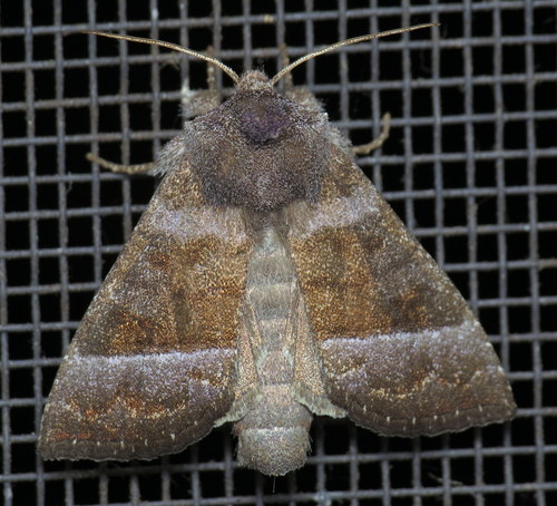 Eupatorium Borer Moth