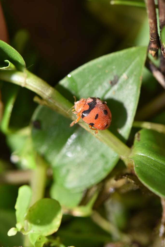 Diekeana admirabilis