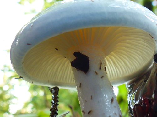 Subfamily Hygrophoroideae · iNaturalist