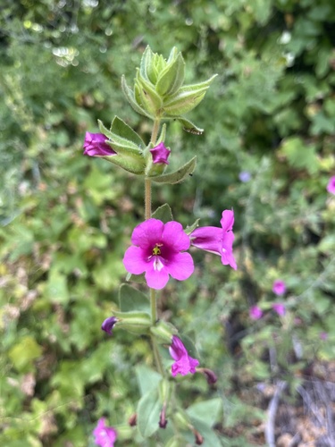 Bolander's monkeyflower (Diplacus bolanderi)