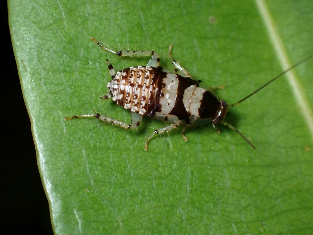 small-spotted cockroach