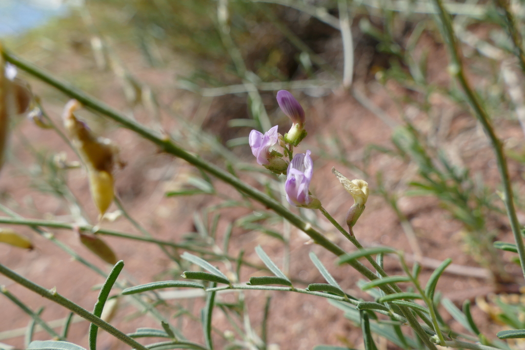 Flexible Milkvetch