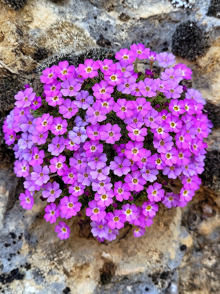Dionysia