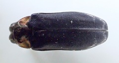 Eupristocerus cogitans