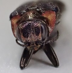 Eupristocerus cogitans