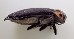 Eupristocerus cogitans