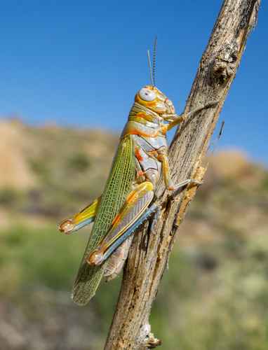 Red-lined Grasshopper