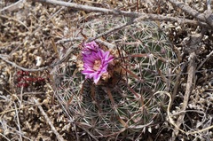 Echinofossulocactus zacatecasensis