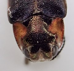 Eupristocerus cogitans