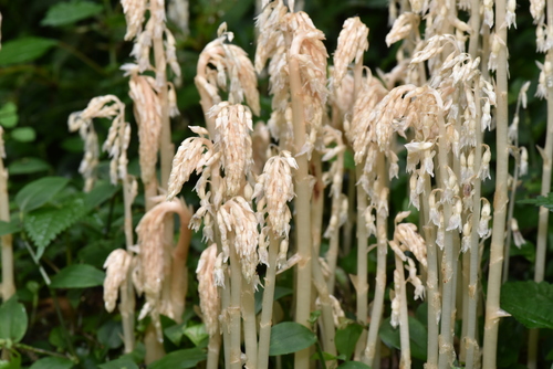 Image of Epipogium roseum by (c) Yung-Lun Lin, some rights reserved (CC BY)