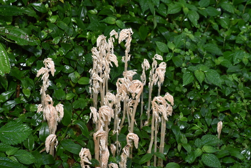 Image of Epipogium roseum by (c) Yung-Lun Lin, some rights reserved (CC BY)