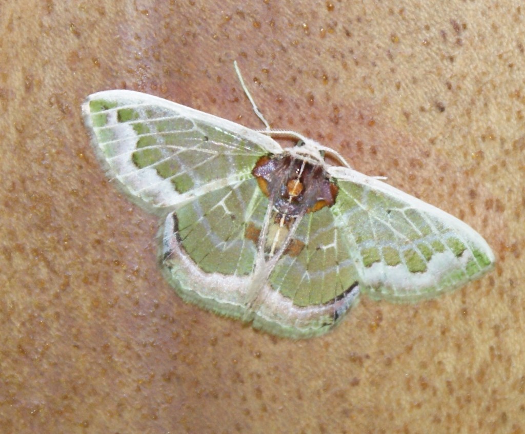 Hyalochlora