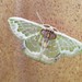 Hyalochlora splendens - Photo (c) Basil Conlin, algunos derechos reservados (CC BY-NC), subido por Basil Conlin