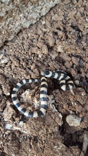 Mosauer’s Ground Snake