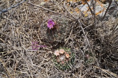 Echinofossulocactus zacatecasensis