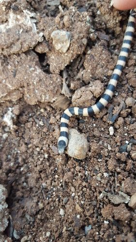 Mosauer’s Ground Snake