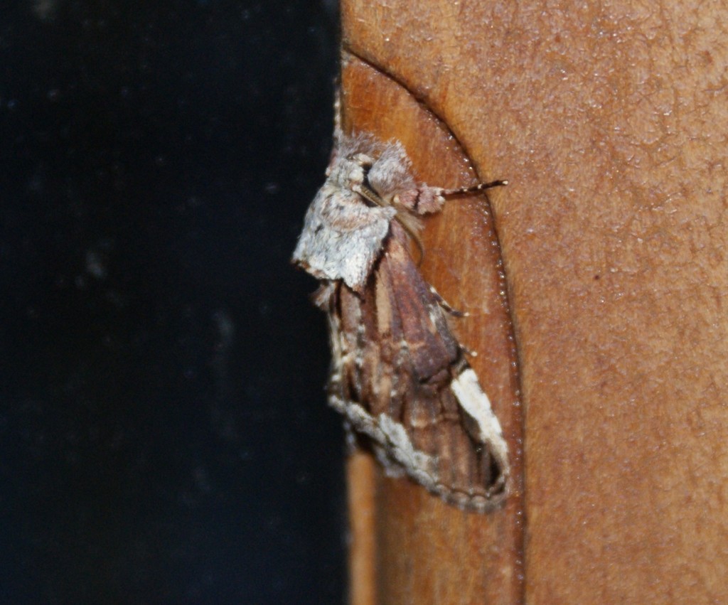 Chadisrochroa