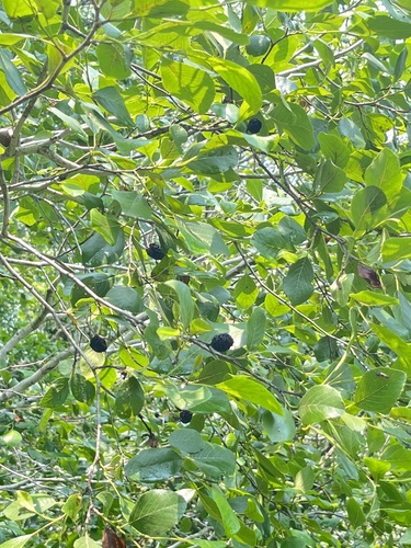 Seaside alder (Alnus maritima)