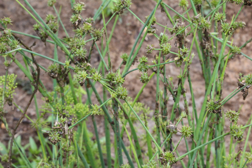 Juncus validus iNat (3)
