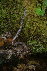 Vipera latastei