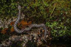 Vipera latastei