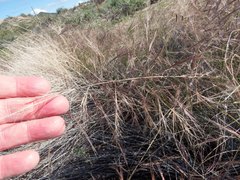 Aristida divaricata