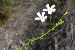 Jamesbrittenia argentea