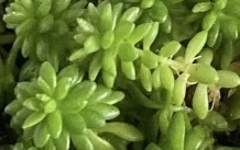 Sedum japonicum iNat (2)