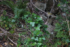Kedrostis nana