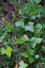 Kedrostis nana