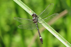 Macrothemis pseudimitans