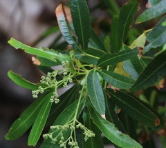 Platylophus trifoliatus