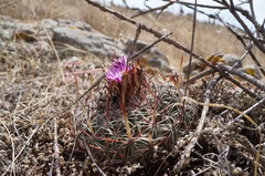 Echinofossulocactus zacatecasensis