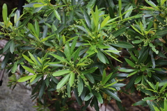 Platylophus trifoliatus