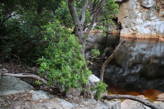 Platylophus trifoliatus