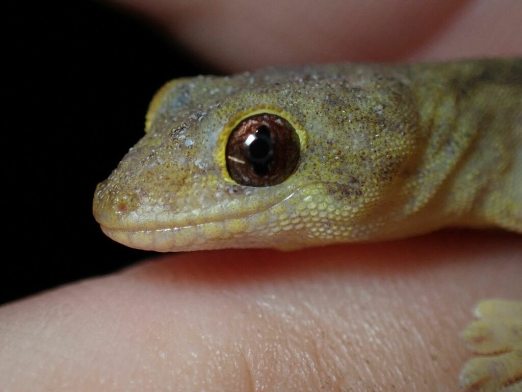 Vanuatu Scaly-Toed Gecko