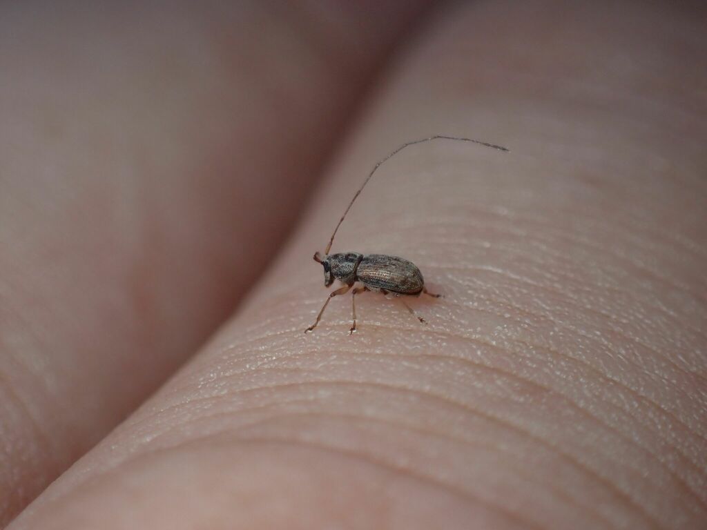 Dinema filicornis