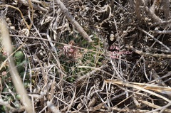 Echinofossulocactus zacatecasensis