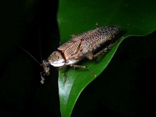 Small-spotted Cockroach photo 3