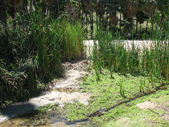 Macrothemis pseudimitans