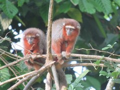 Plecturocebus ornatus