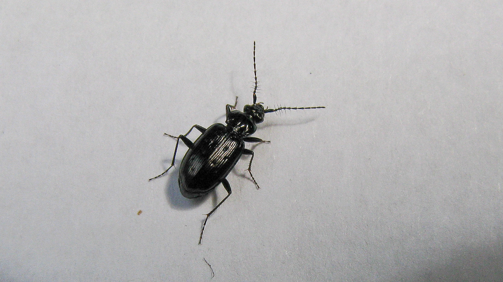 Loricera decempunctata