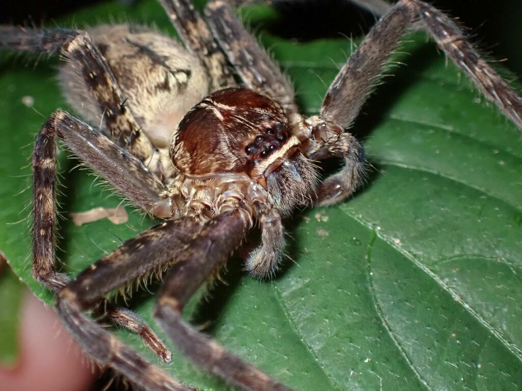Heteropoda nobilis