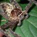 Heteropoda nobilis - Photo (c) Dominik Maximilián Ramík, some rights reserved (CC BY), uploaded by Dominik Maximilián Ramík