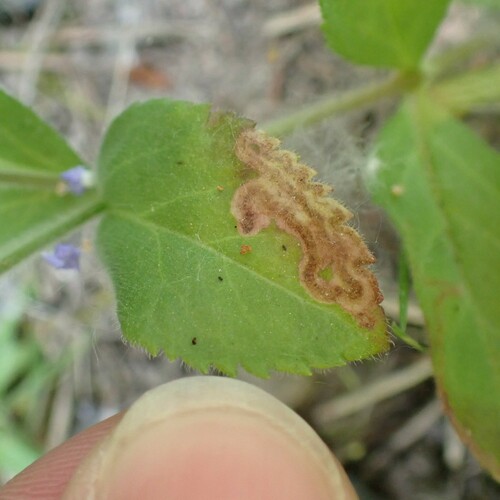 Leaf-miner fly photo 5