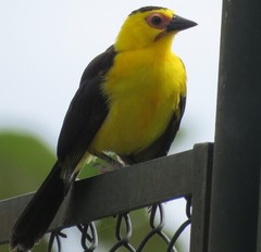 Gymnomystax mexicanus