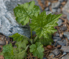 Tellima grandiflora