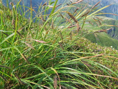Carex macrochaeta