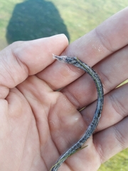 Syngnathus temminckii