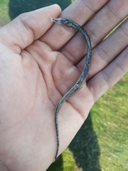 Syngnathus temminckii